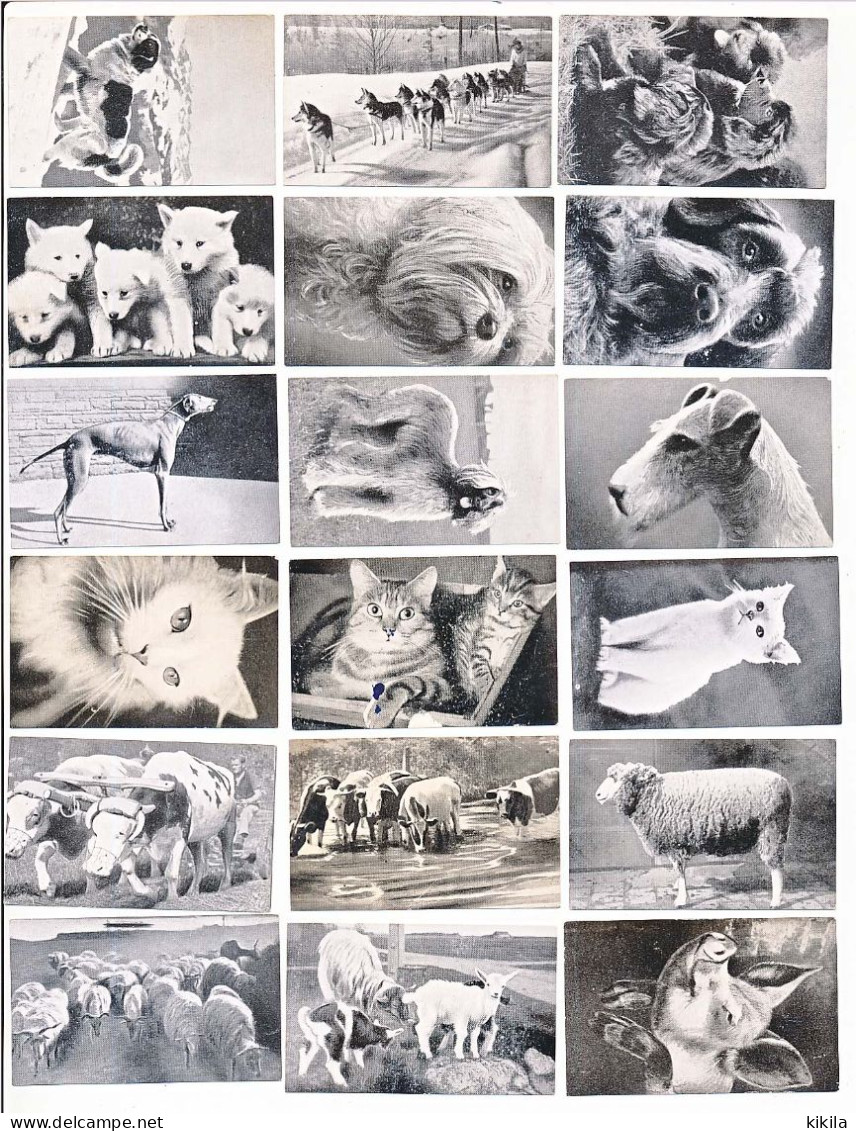 53 Photographies D' Animaux  Distribuée Par Le Chocolat CEMOI De Grenoble Images N° 1-3-8-9-10-11-12-15-16-17-21-24-26* - Schokolade