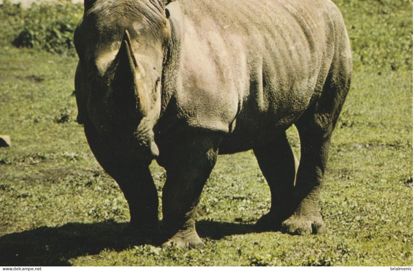 RHINOCEROS NOIR - Rhinozeros