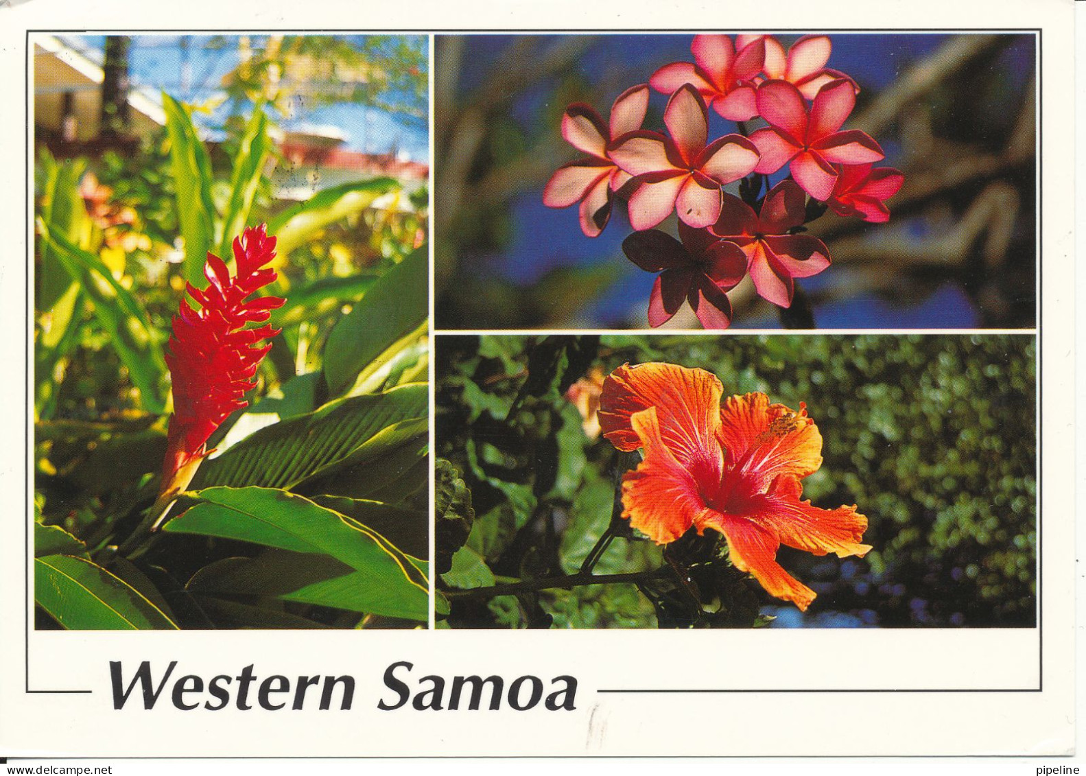 Samoa Postcard Sent To Denmark Tahiti 9-2-1996 Flowers From An Island Western Samoa - Samoa