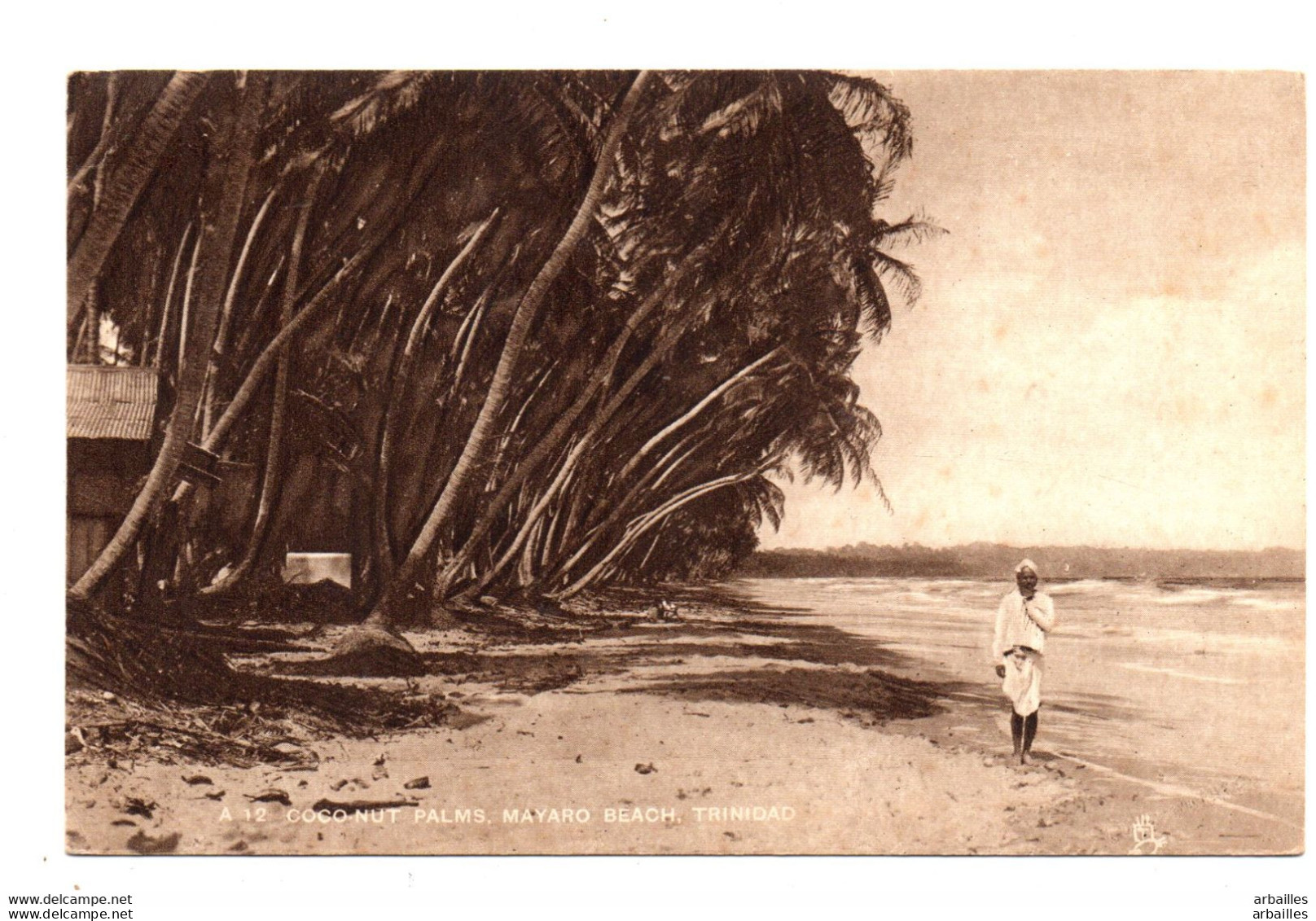 Trinidad. Coconut Palms.mayaro Beach. - Trinidad