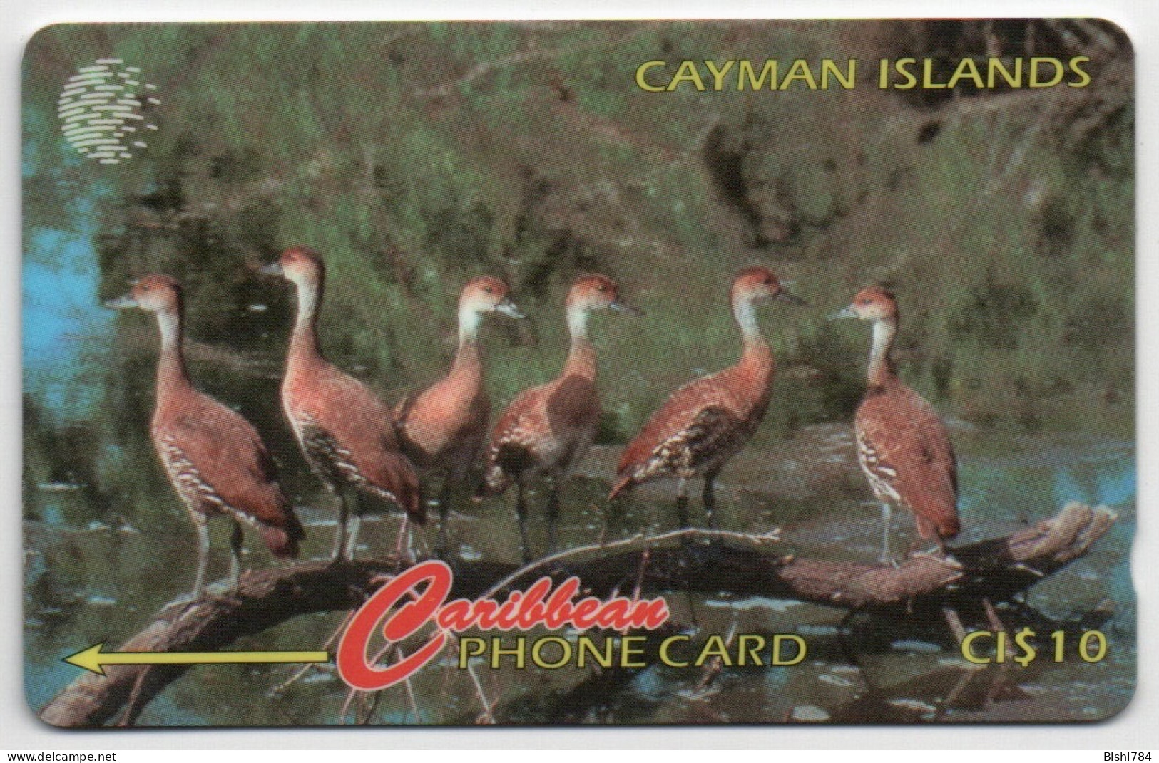 Cayman Islands - Whistling Ducks - 13CCIA - Cayman Islands