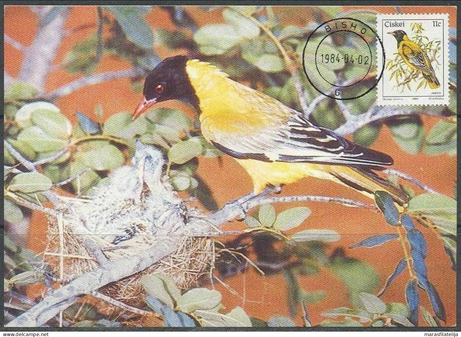 Ciskei 1984, Birds, Oriolus Larvatus, Maxicard - Ciskei