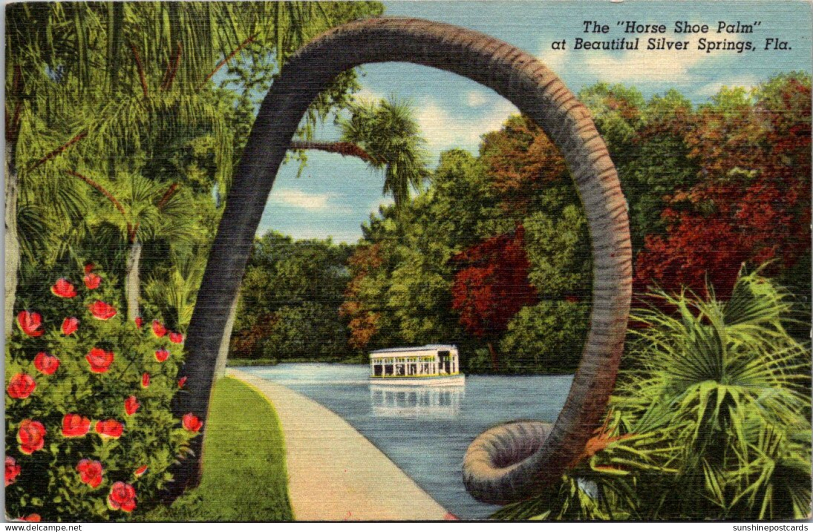 Florida Silver Springs The Horse Shoe Palm Curteich - Silver Springs