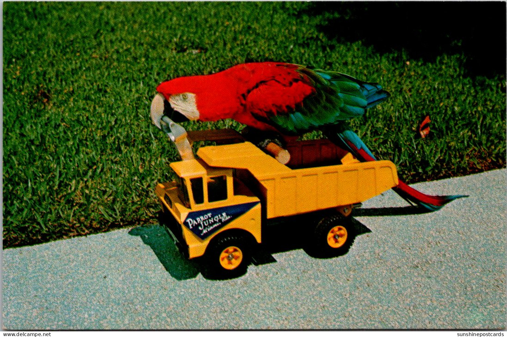 Florida Miami Parrot Jungle "Princess" Does The Truck Driving - Miami