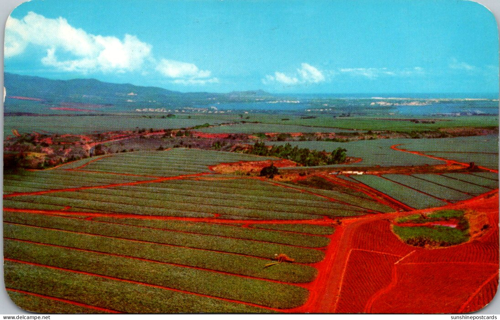 Hawaii Oahu Dole Pineapple Fields 1961 - Oahu