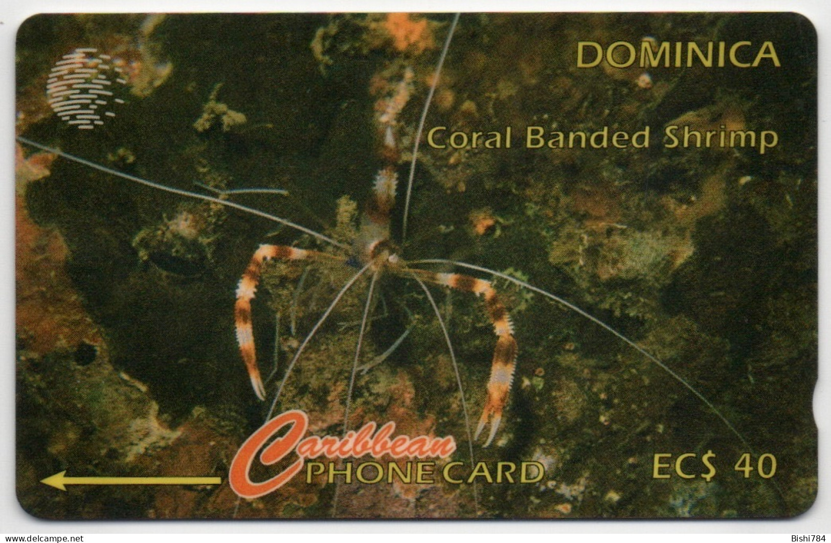 Dominica - Coral Banded Shrimp - 9CDMI (with Ø) - Dominica