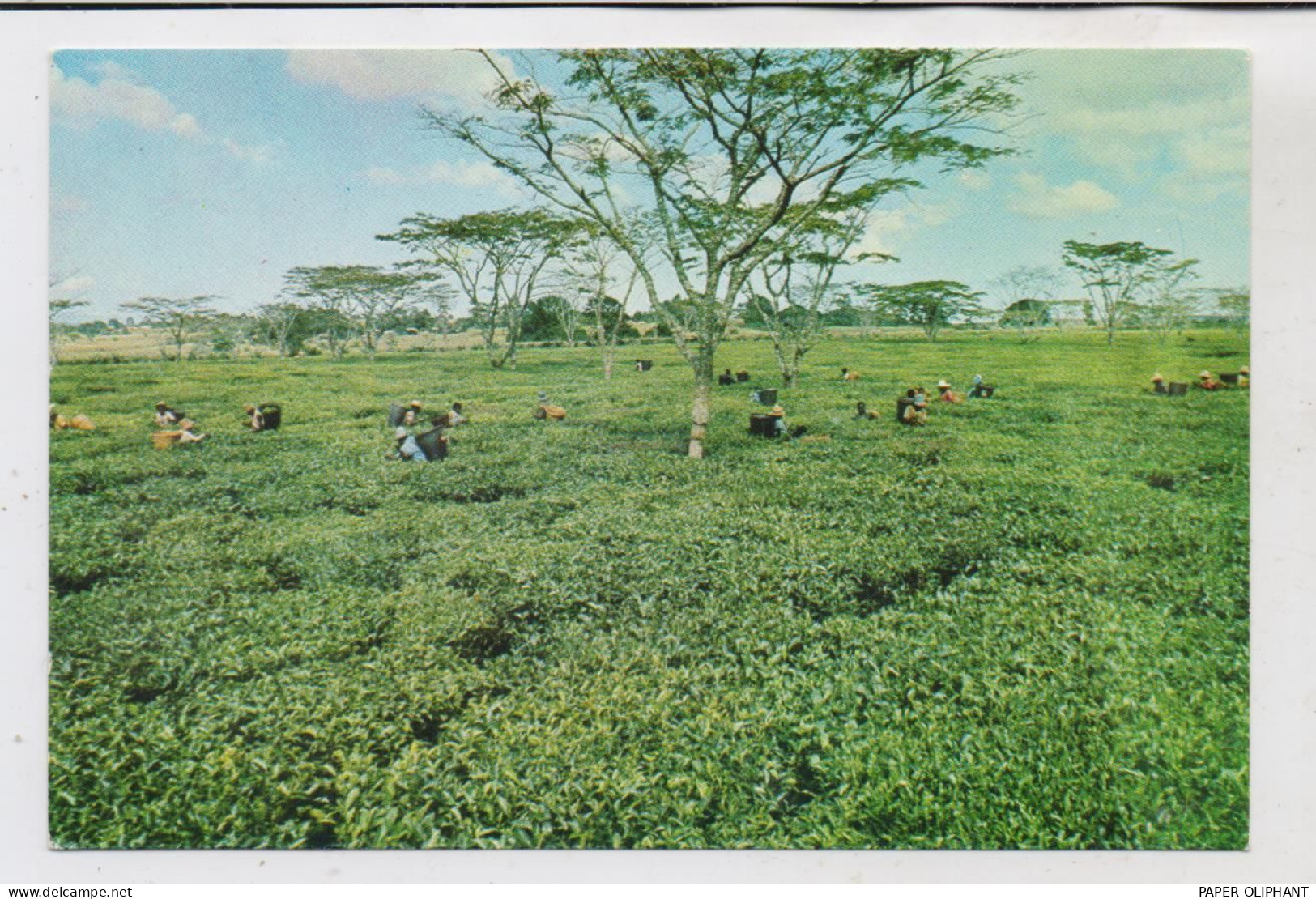 MALAWI - MULANJE, Tea Plucking - Malawi