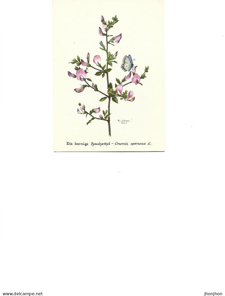 Postcard Unused -   Plants - Restharrow - Ononis Spinosa - Piante Medicinali