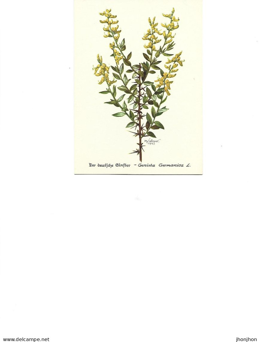 Postcard Unused -   Plants - The German Greenweed  - Genista Germanica - Geneeskrachtige Planten