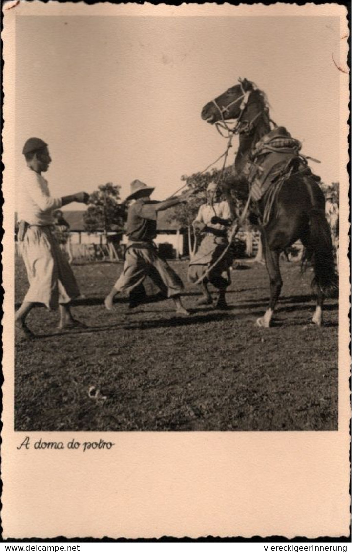 ! Modern Photo Postcard Südamerika, Pferd, Horse - Horses
