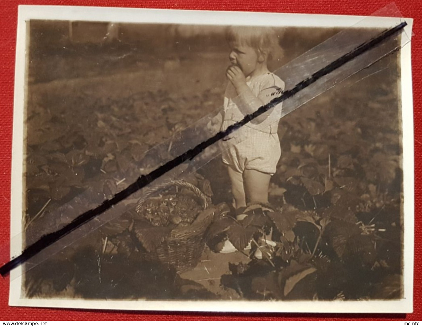 Photo -  Enfant  Dans Un Jardin - Other & Unclassified