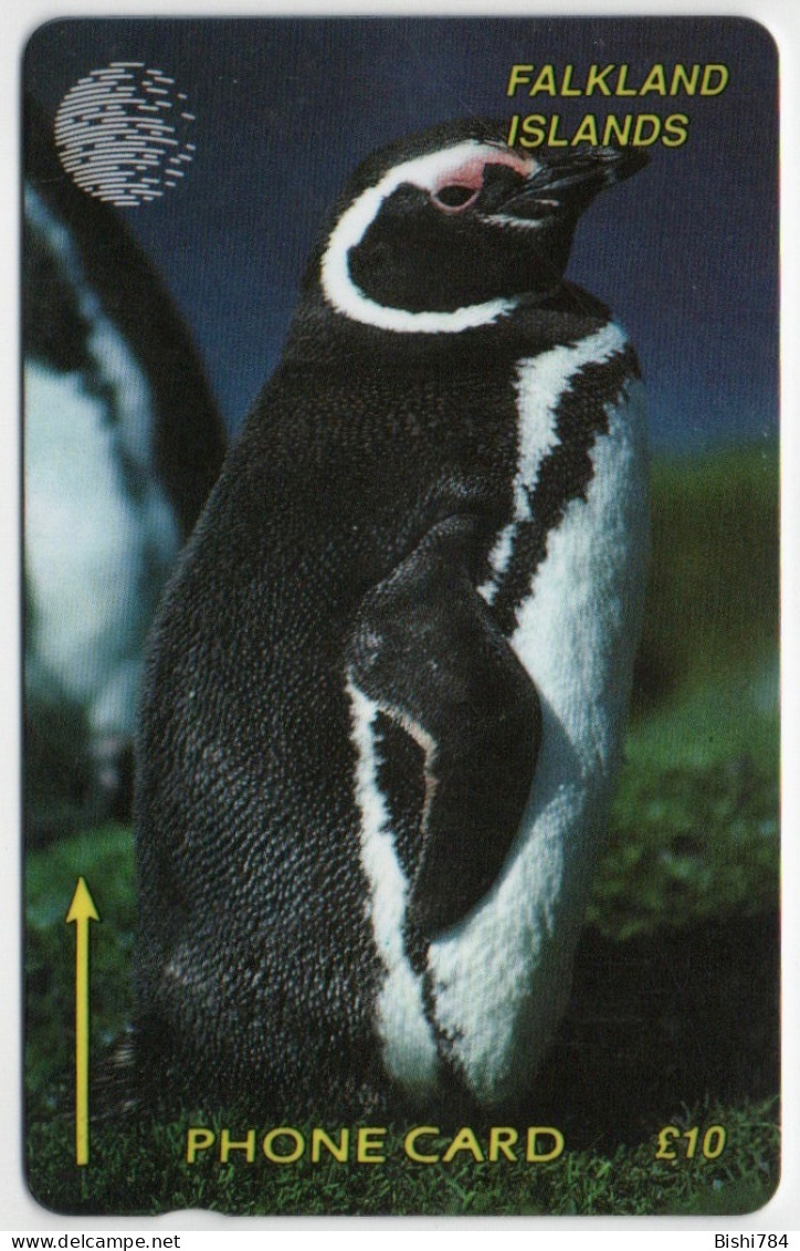 Falkland Islands - Jackass Penguin - 1CWFB - Falkland Islands