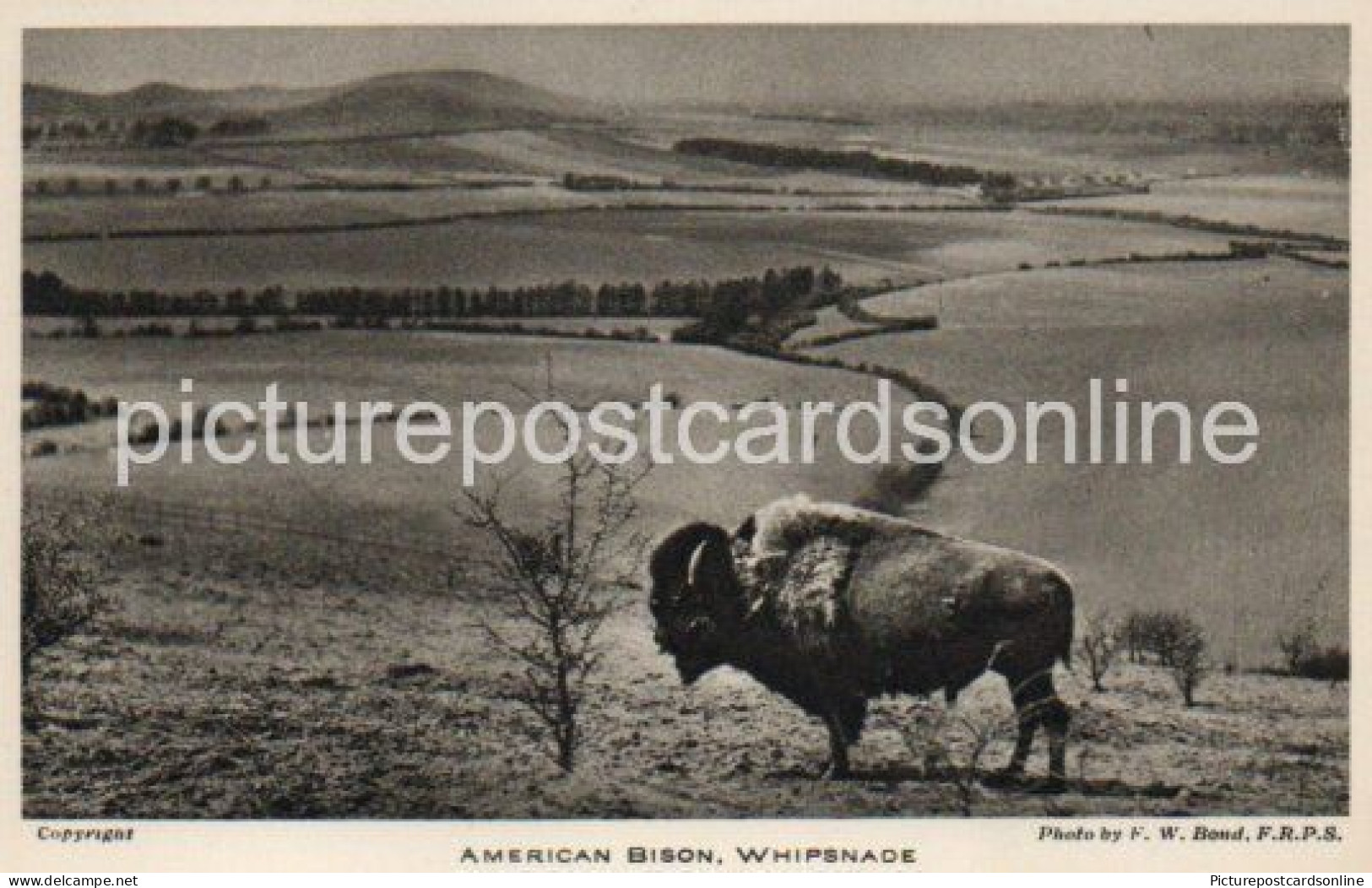 AMERICAN BISON AT WHIPSNADE OLD B/W POSTCARD WHIPSNADE PARK DUNSTABLE ZOOLOGICAL SOCIETY OF LONDON - Andere & Zonder Classificatie