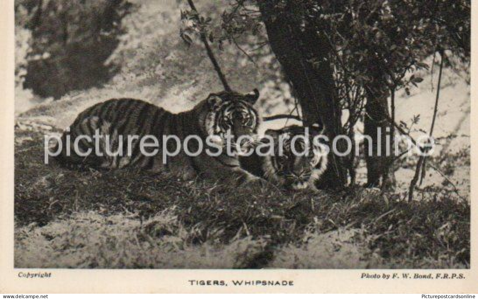 TIGERS AT WHIPSNADE OLD B/W POSTCARD WHIPSNADE PARK DUNSTABLE ZOOLOGICAL SOCIETY OF LONDON - Otros & Sin Clasificación