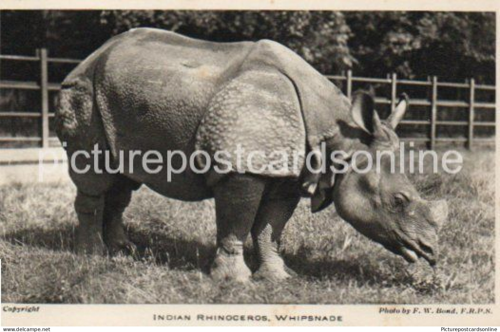 INDIAN RHINOCEROS AT WHIPSNADE OLD B/W POSTCARD WHIPSNADE PARK DUNSTABLE ZOOLOGICAL SOCIETY OF LONDON - Altri & Non Classificati