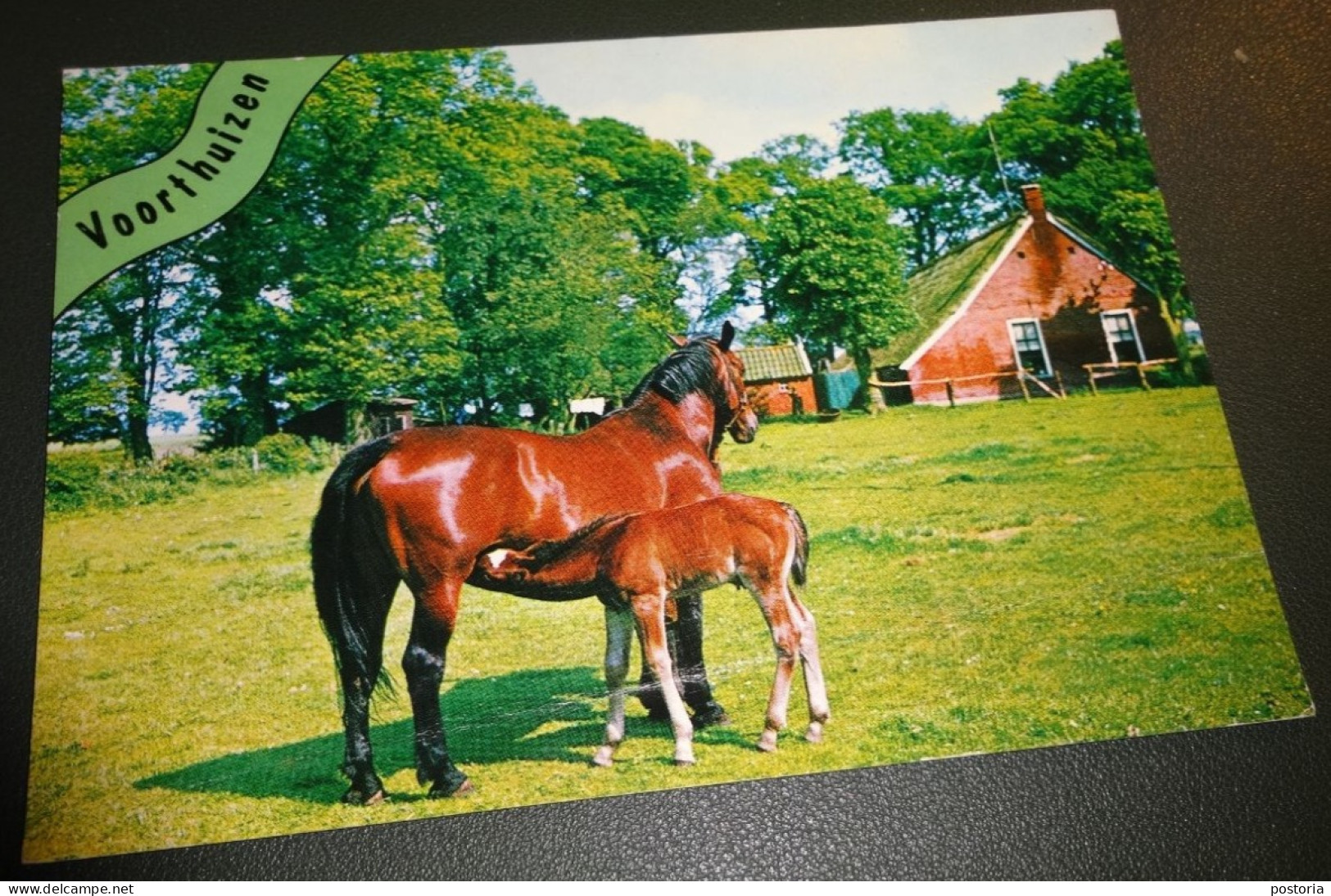 Paarden - Horses - Pferde - Cheveaux - Paard - Op Boerderij - Voorthuizen - Chevaux