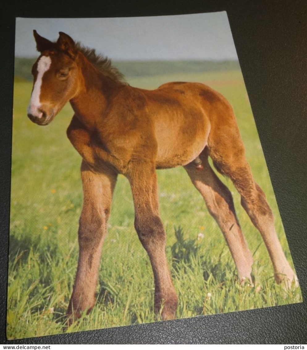 Paarden - Horses - Pferde - Cheveaux - Paard - Fraai Veulen - Chevaux