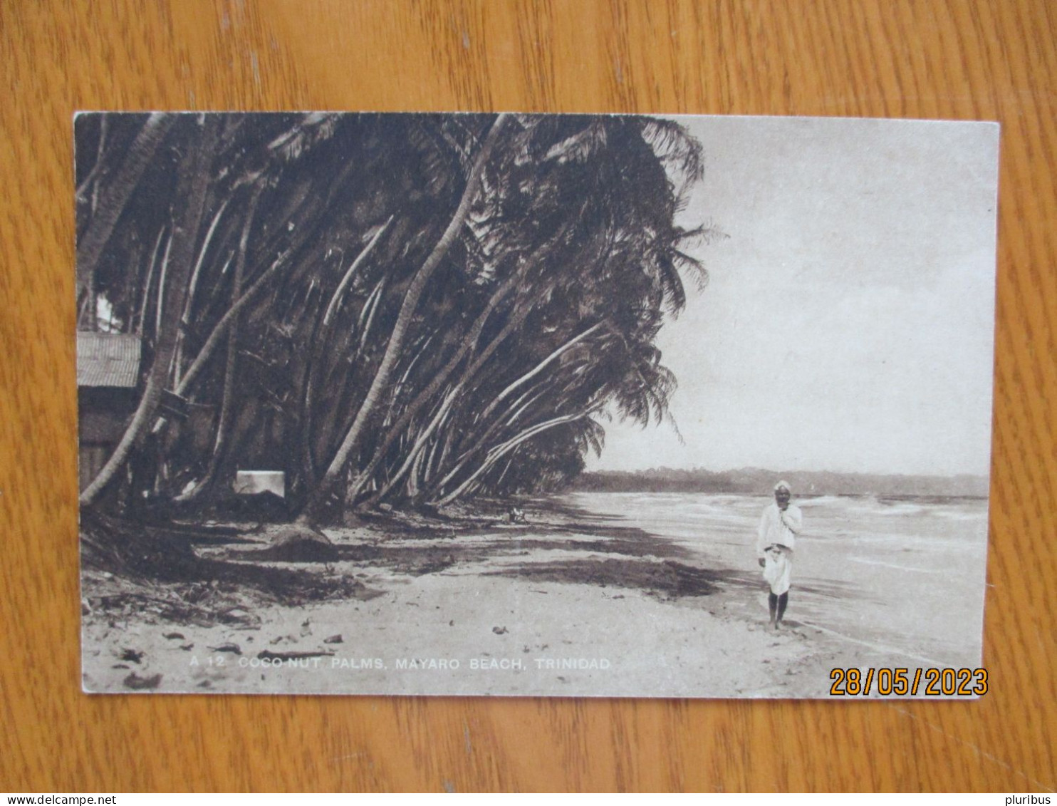 COCO NUT PALMS MAYARO BEACH TRINIDAD  , 12-8 - Trinidad