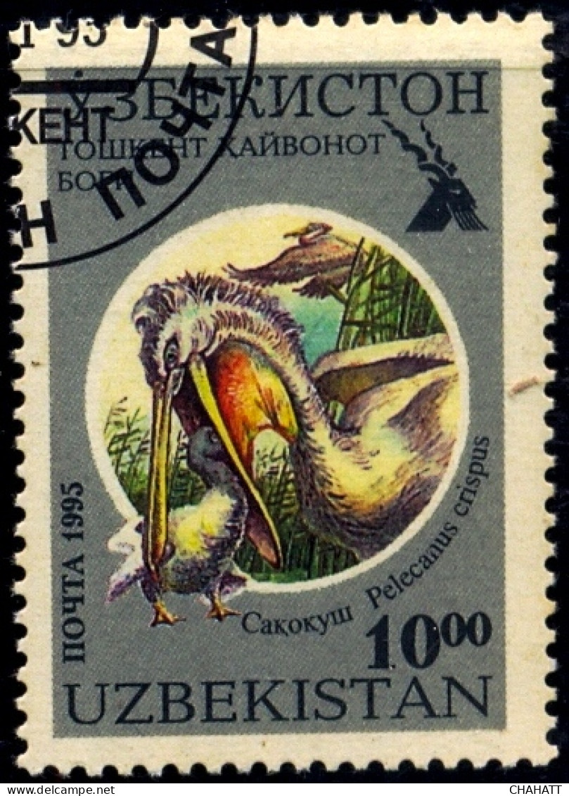 WILDLIFE- BIRDS- PELICANS-UZBEKISTAN-FU-A5-346 - Pelicans