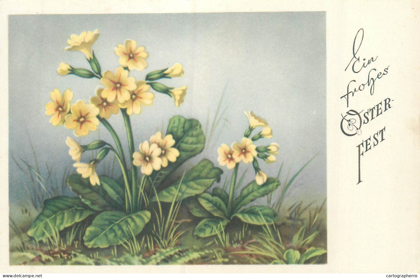 Easter Greetings Primose Flowers - Geneeskrachtige Planten
