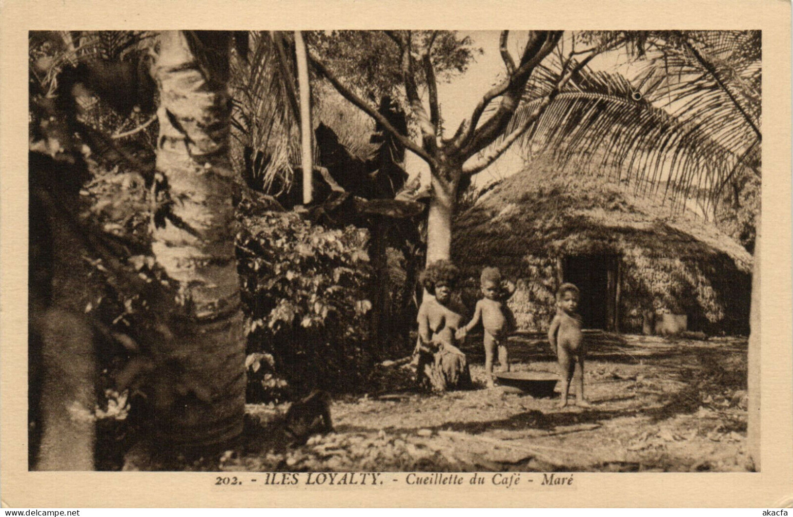 PC CPA NEW CALEDONIA, PACIFIC, CUEILLETTE DU CAFÉ, Vintage Postcard (b19283) - Nouvelle Calédonie