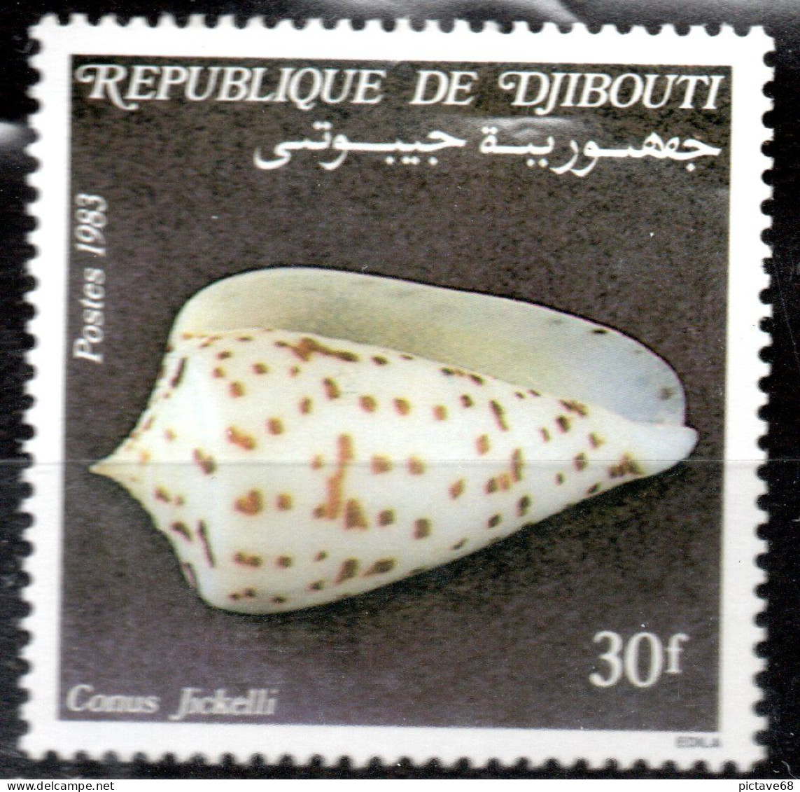 DJIBOUTI / FAUNE/ COQUILLAGE / N° 570 * * - Djibouti (1977-...)
