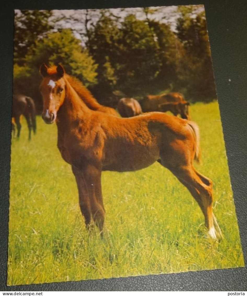 Paarden - Horses - Pferde - Cheveaux - Paard - Statig Veulen - Chevaux