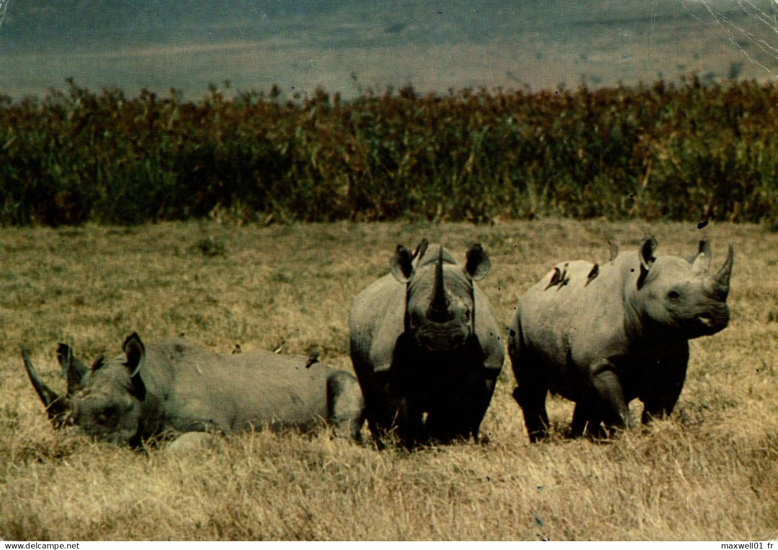 K9 - Carte Postale Animaux - Rhinocéros - Rhinoceros