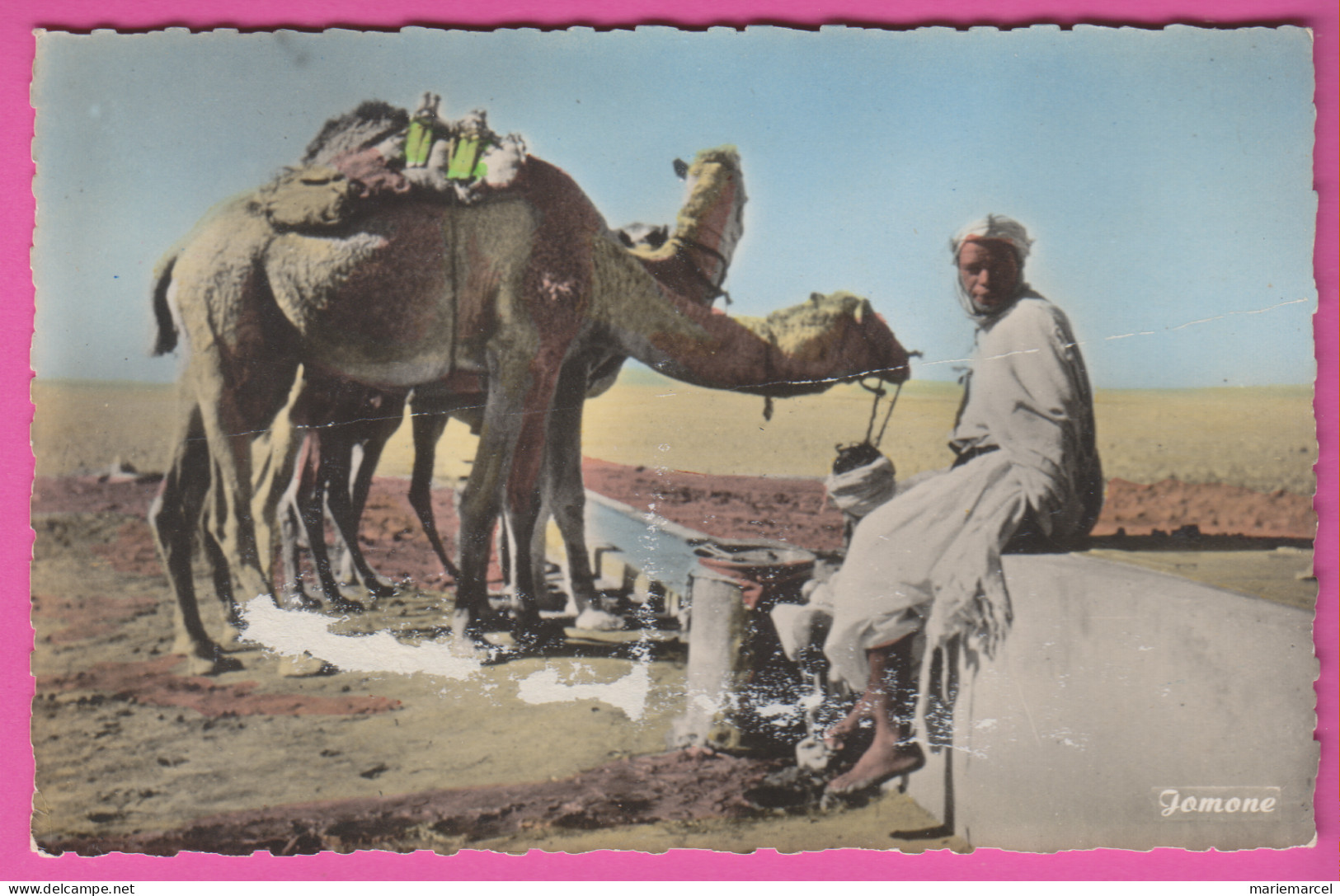 ALGÉRIE - OUARGLA (TERRITOIRE DE TOUGGOURT) - UN POINT D'EAU - Homme - Chameaux - CPM Dentelée Colorisée Petit Format - Ouargla