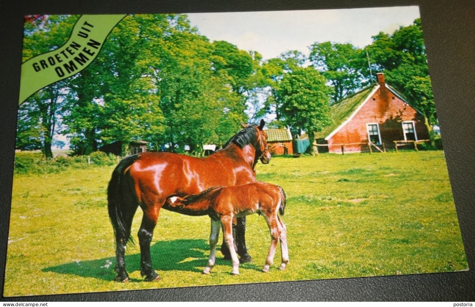 Paarden - Horses - Pferde - Cheveaux - Paard - Veulen Drinkt Bij Merrie - Ommen - Horses