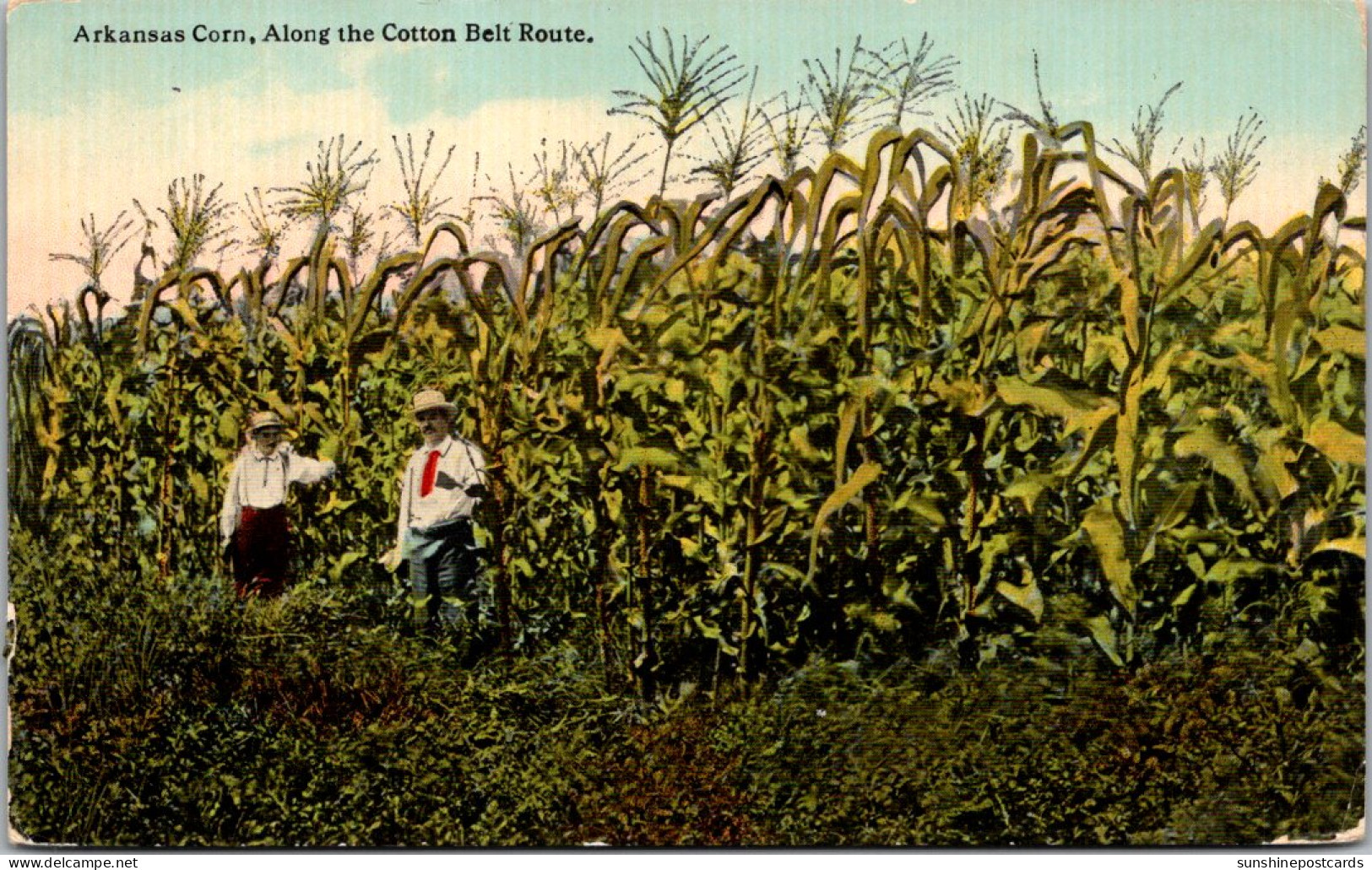 Arkansas Corn Along The Cotton Belt Route Curteich - Otros & Sin Clasificación