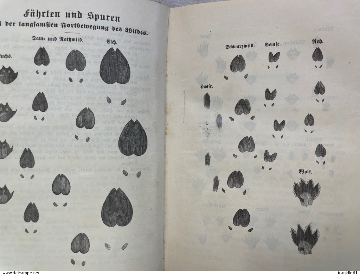 Naturgeschichte des in Deutschland Vorkommenden Wildes.