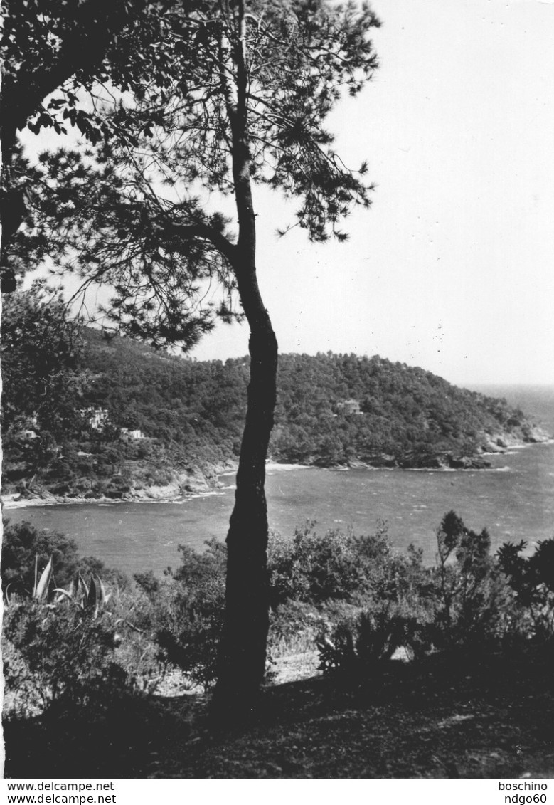 Le Rayol Canadel Sur Mer - Une Calanque - Rayol-Canadel-sur-Mer