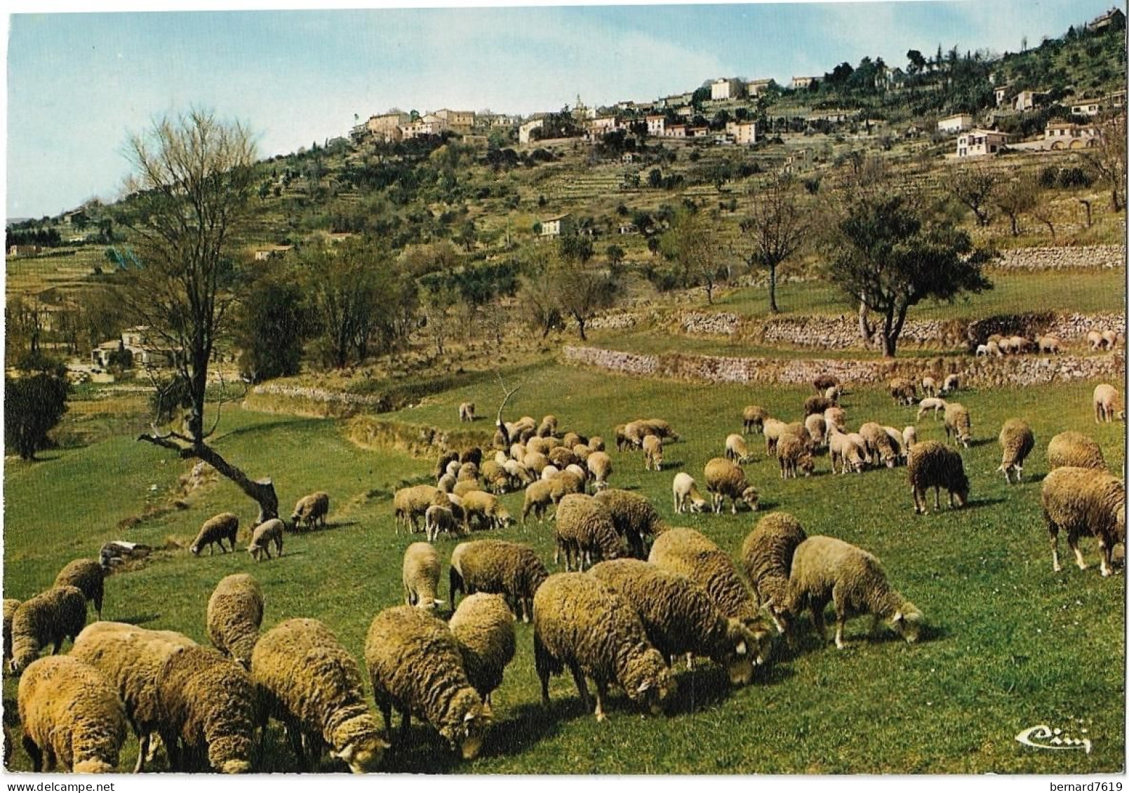 83  Montauroux  - Vue Generale  Et Moutons  Au Paturage - Montauroux