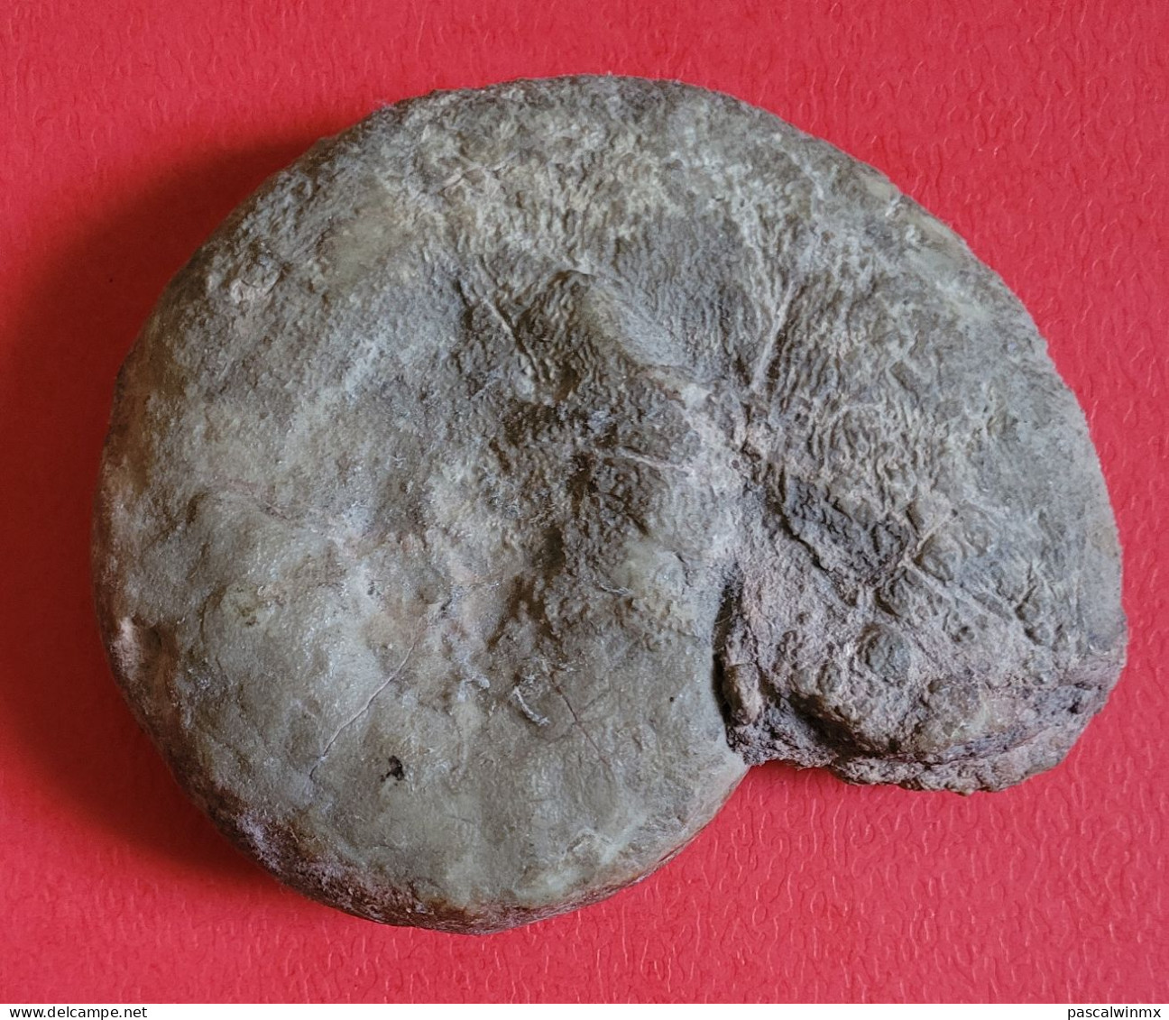 RARE - NAUTILE Fossilisé - Origine SAHARA - Fossiles