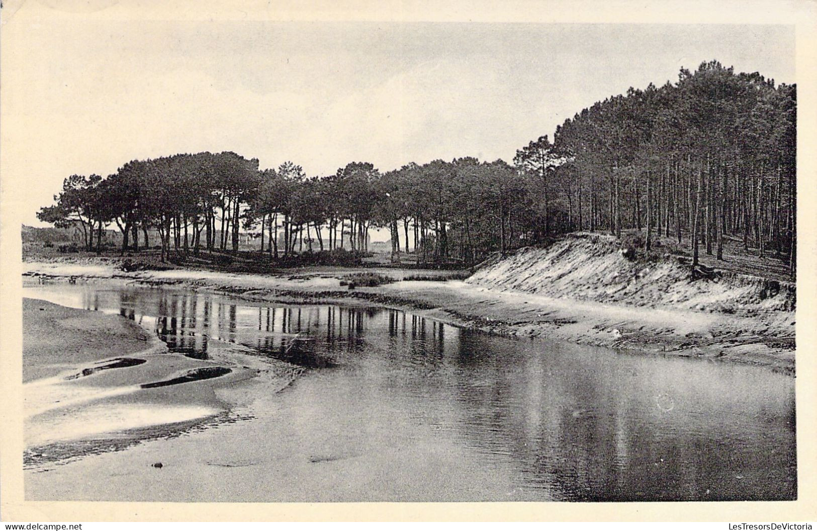 FRANCE - 40 - CAPBRETON - Les Pins Maritimes Bu Bouret - Carte Postale Ancienne - Capbreton