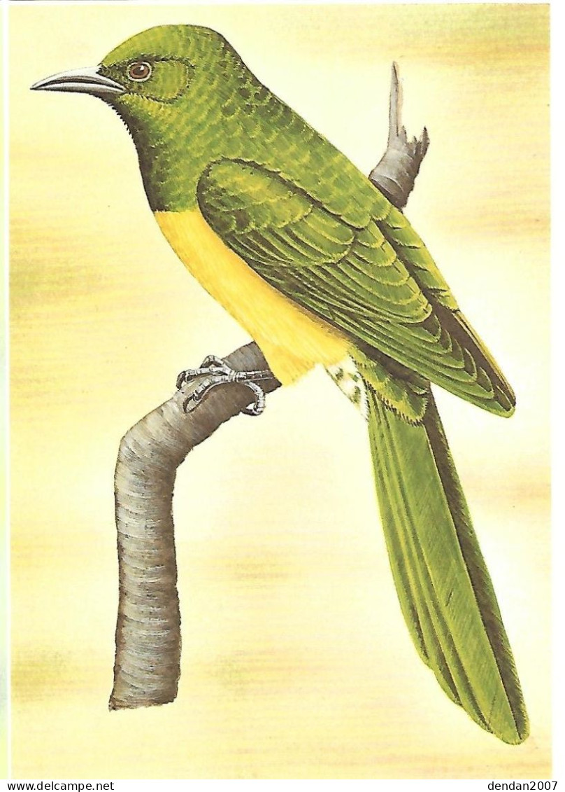 Sao Tomé E Principe - Postal Stationery 1983 :   African Emerald Cuckoo   - Chrysococcyx Cupreus - Coucous, Touracos