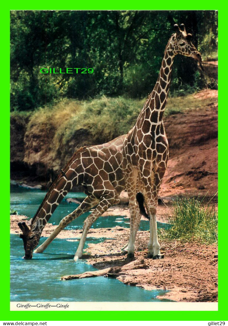 GIRAFES - GIRAFFE CAMELOPARDALIS - JOHN HINDE ORIGINAL No 2AF161 - Giraffes