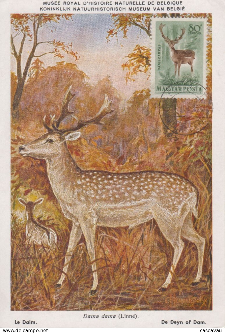 Carte  Maximum   HONGRIE   Le  Daim   1964 - Wild