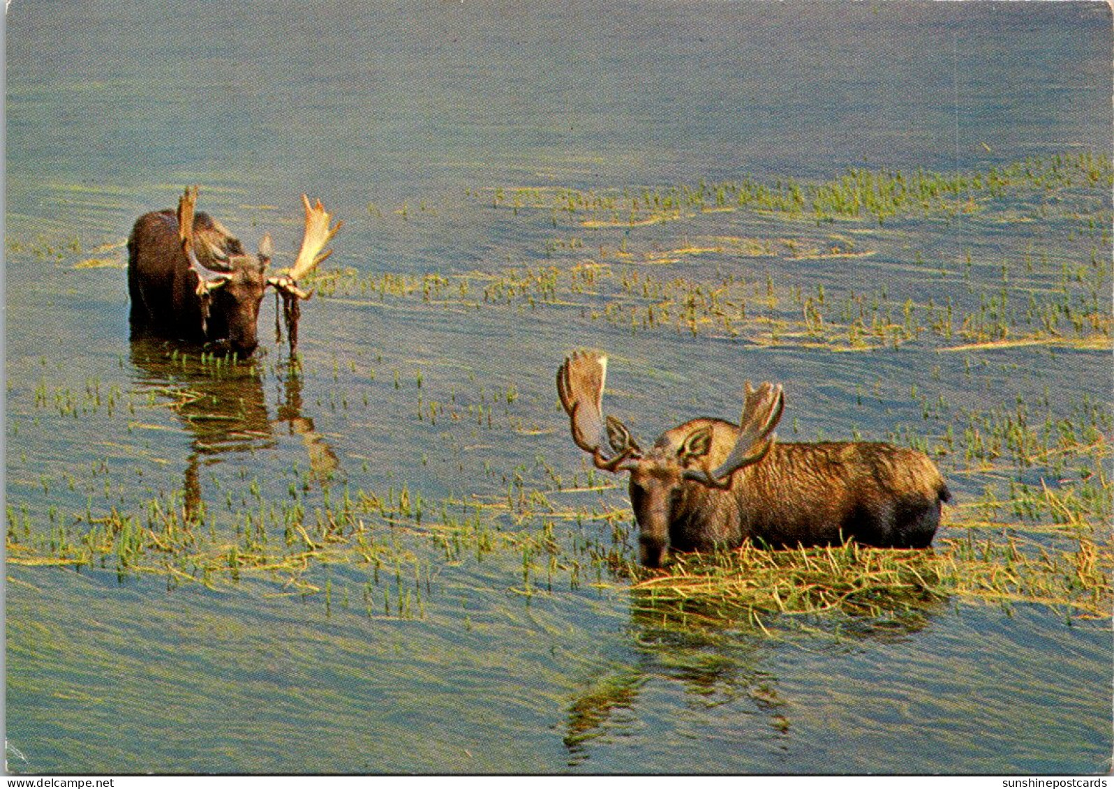 Bull Moose Yellowstone National Park - Taureaux