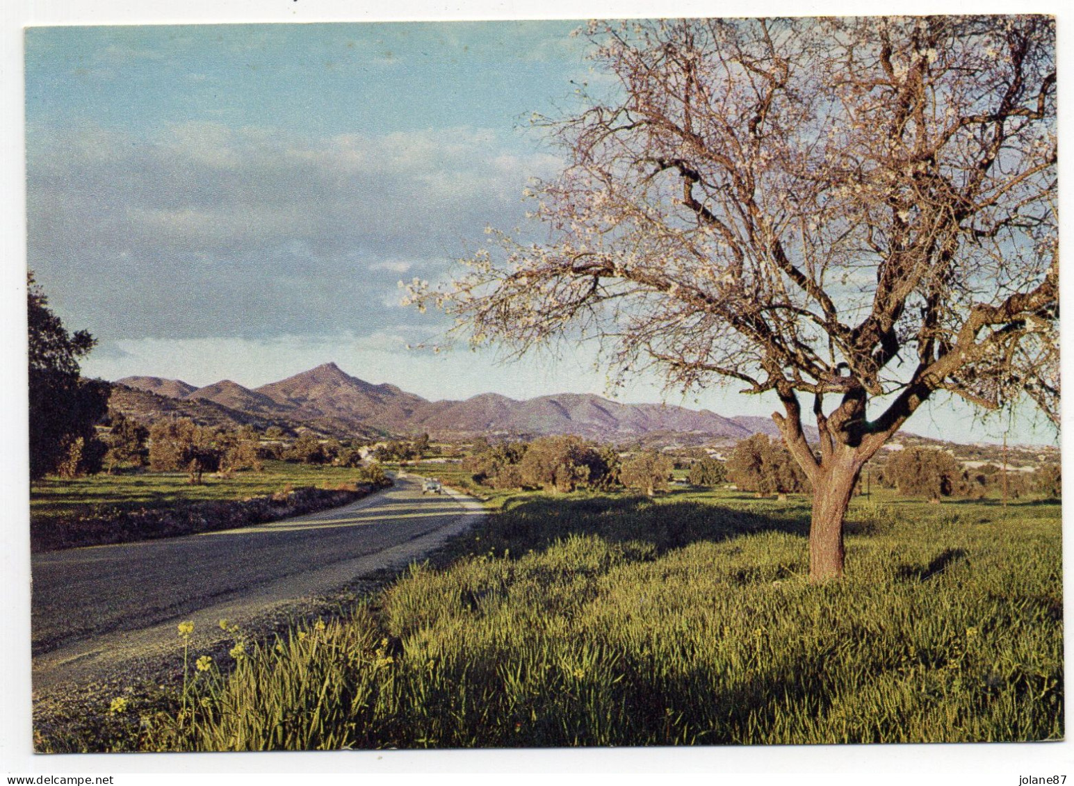 CPSM CHYPRE-CYPRUS-    ALMOND TREE IN FULL BLOSSOM  IN THE BACKGROUND STAVROVOUNI MOUNTAIN  -  AMANDIER EN FLEURS - Chypre