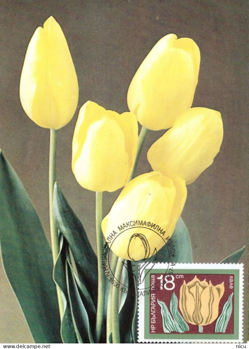 1987 - FLOWER - TULIP (TULIPA GESNERIANA) - Lettres & Documents
