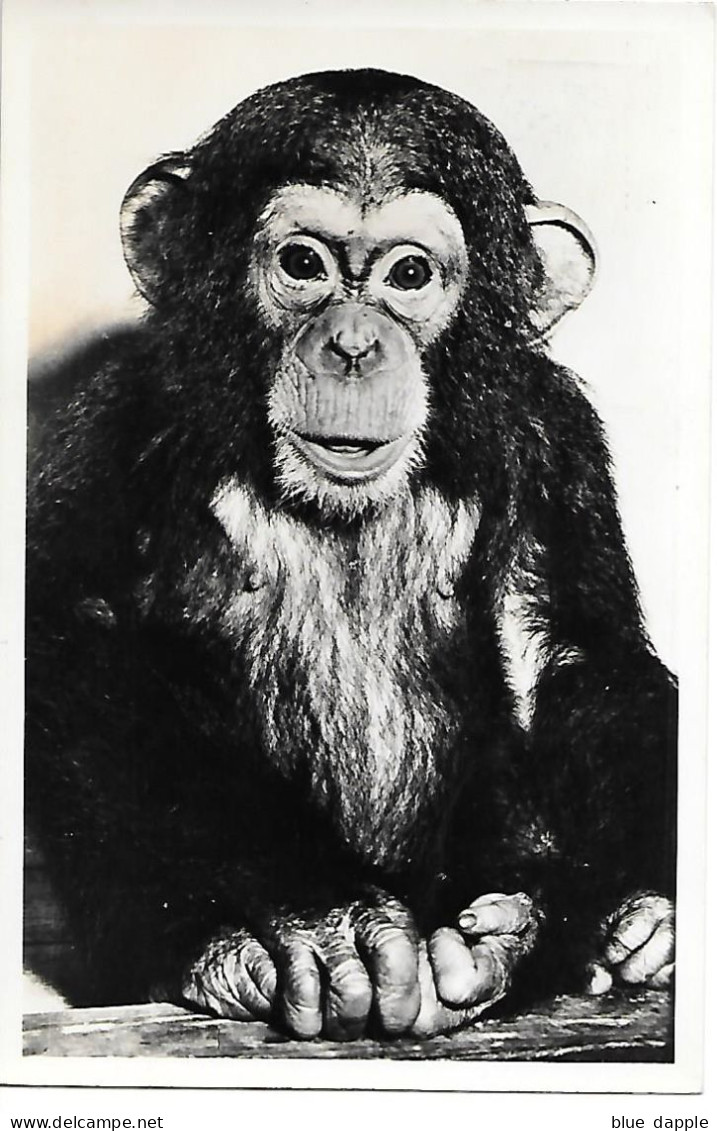 Chimpanzee, Chimpanzé, Schimpanse, Scimpanzé, Monkey, Singe, Affe, Scimmia / Dierenpark Wassenaar - Zoo - Tiergarten - Monos