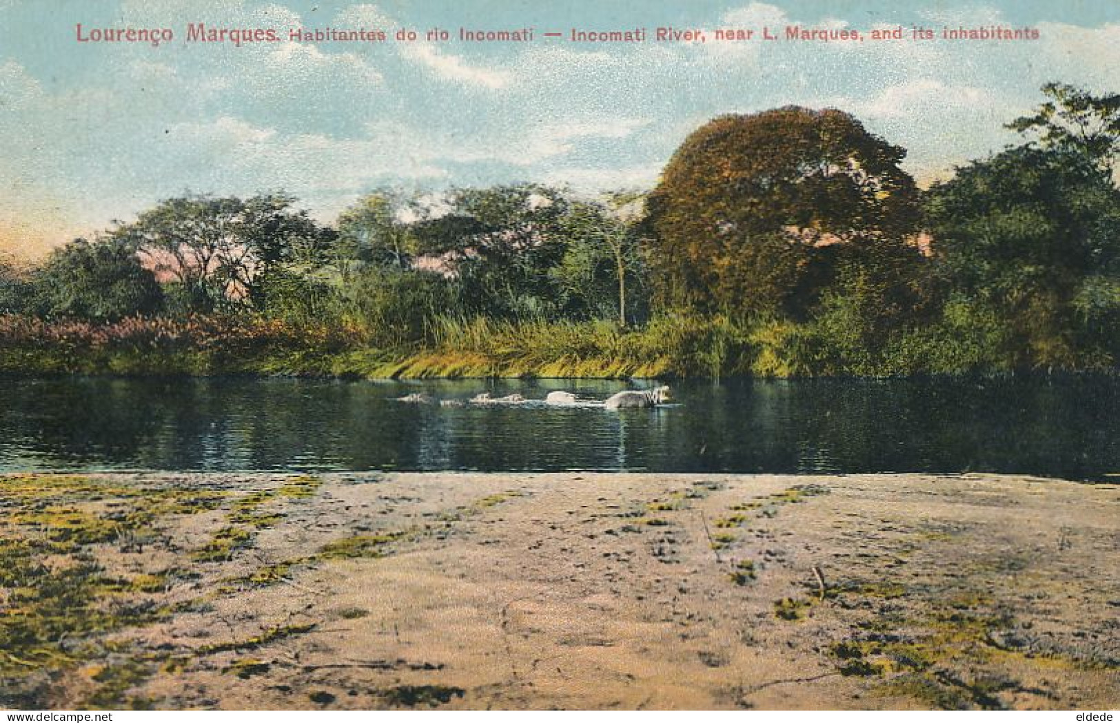 Incomati River And Its Inhabitants Hippopotamus Hippopotame Hand Colored - Ippopotami
