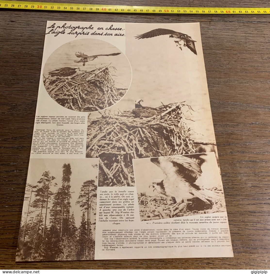 1938 PATI1 Photographe En Chasse L'aigle Surpris Dans Son Aire Norrland - Collections