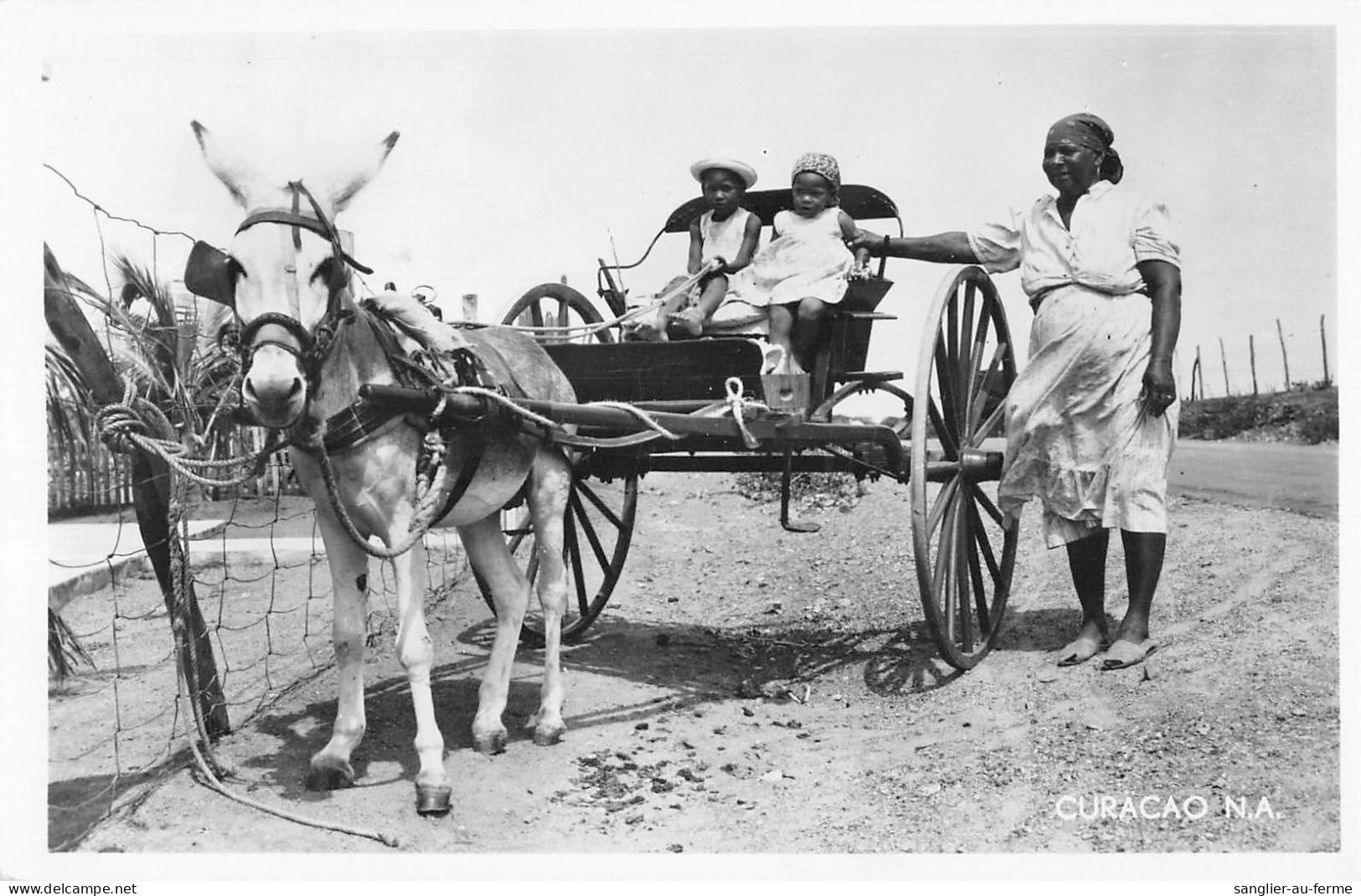 CPA ANTILLES NEERLANDAISES CURACAO NATIVE DONKEY - Curaçao