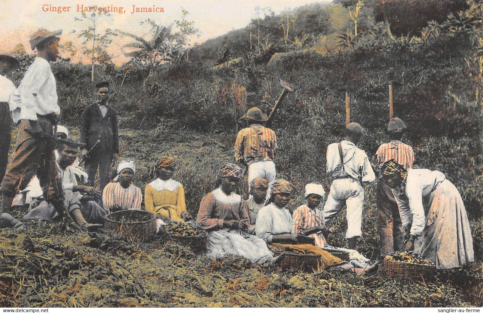 CPA ANTILLES JAMAIQUE JAMAICA GINGER HARVESTING JAMAICA - Jamaïque