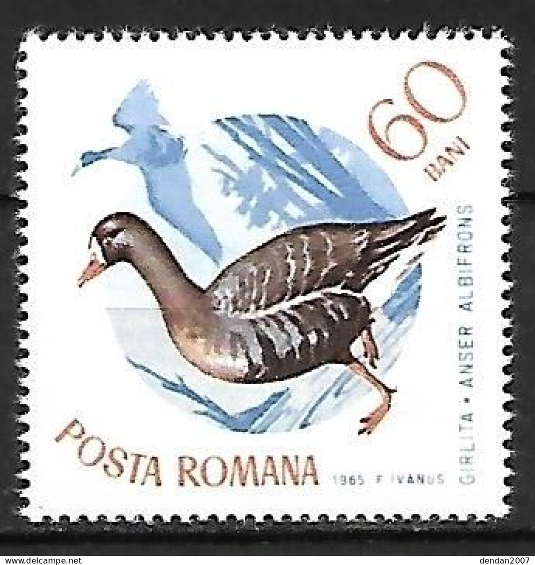 Romania - MNH ** 1965 :     Greater White-fronted Goose  -  Anser Albifrons - Gansos