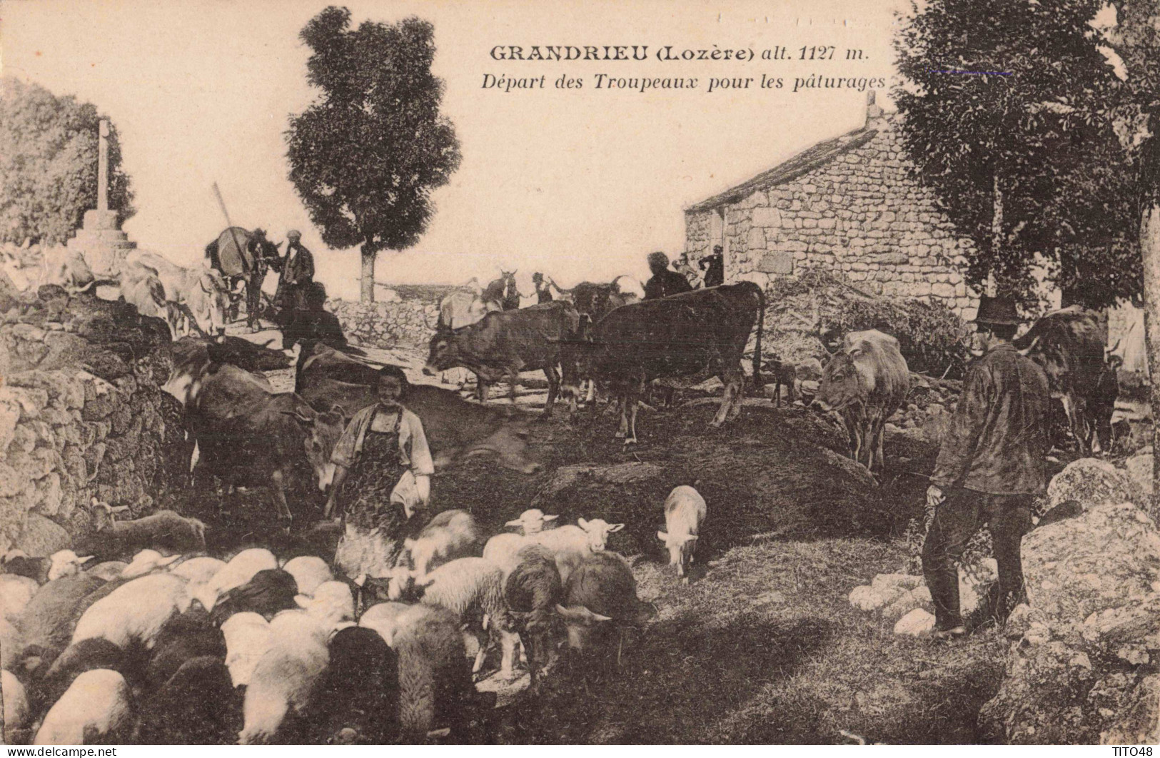 FR-48 LOZÈRE - GRANDRIEU - Départ Des Troupeaux Pour Les Pâturages - Gandrieux Saint Amans