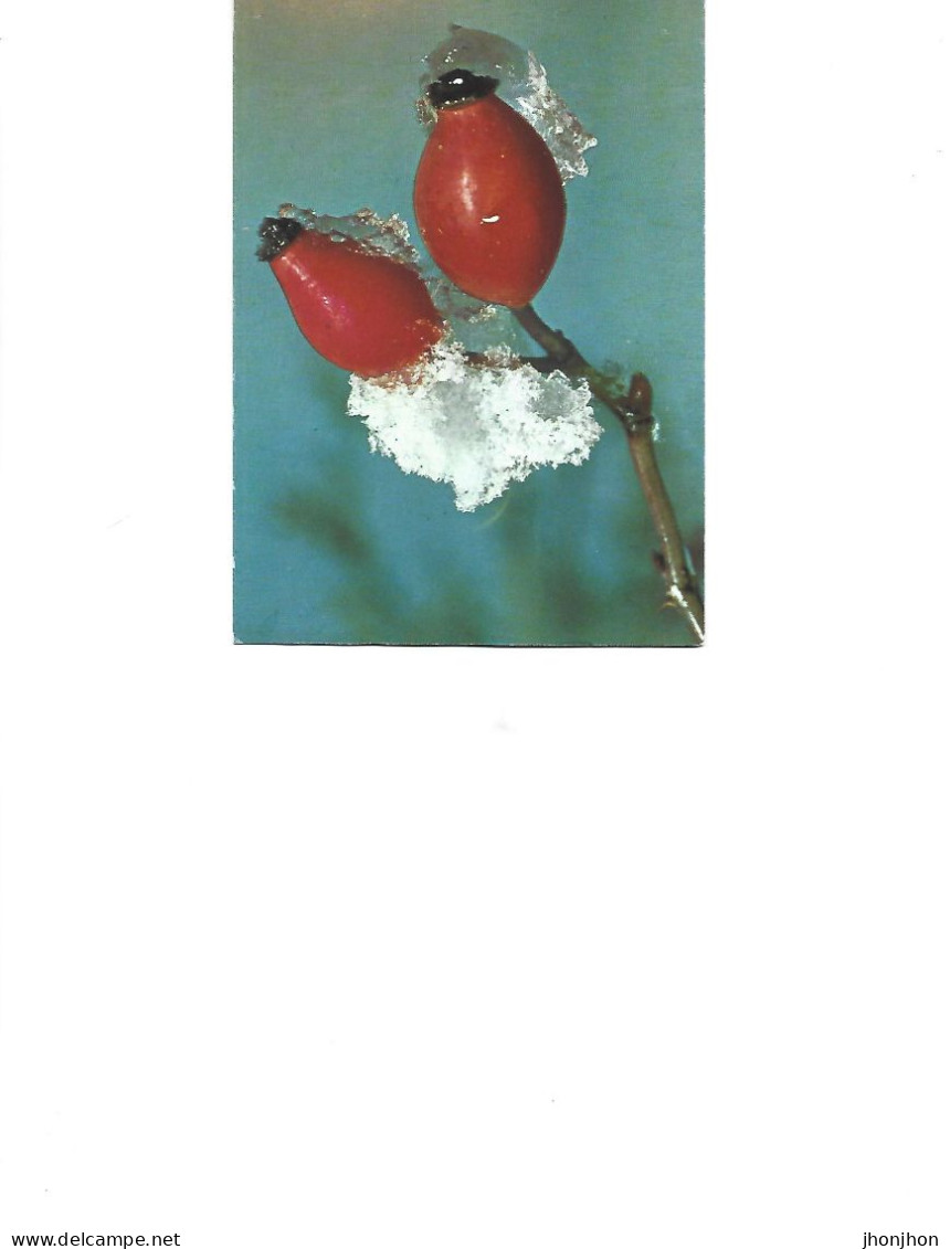 Postcard Unused  -  Rosehips - Piante Medicinali